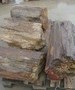 Versteinertes Holz